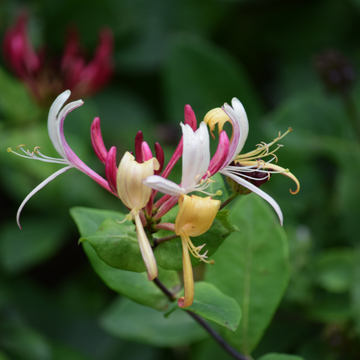 Chèvrefeuille du Japon 'Sinensis' - Lonicera japonica 'Sinensis'