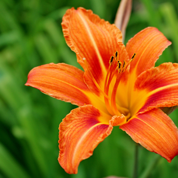 Hemerocallis Orange Saumoné