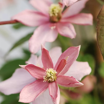 Clematite  montana broughton star - montana broughton star