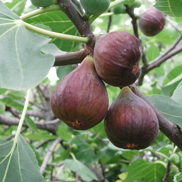 Figuier Carica Violette de Soullies - Ficus Carica Violette de Soullies