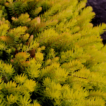 Orpin rupestre - Sedum rupestre