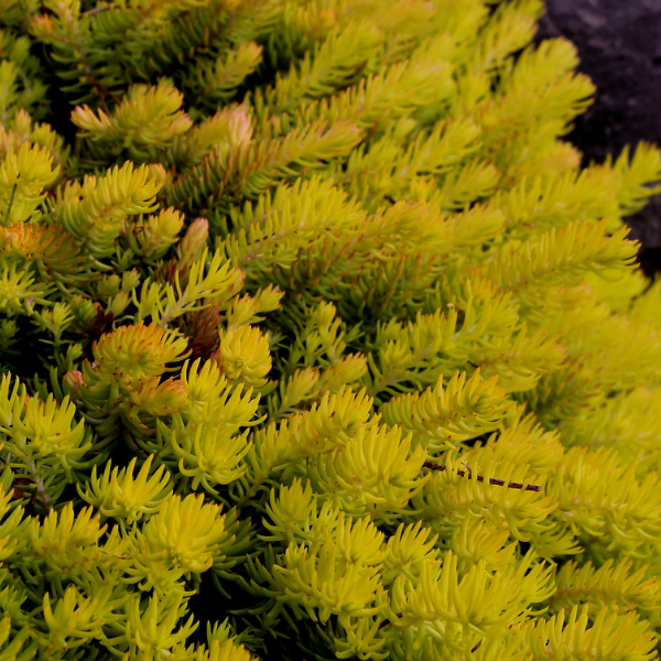 Orpin rupestre - Sedum rupestre