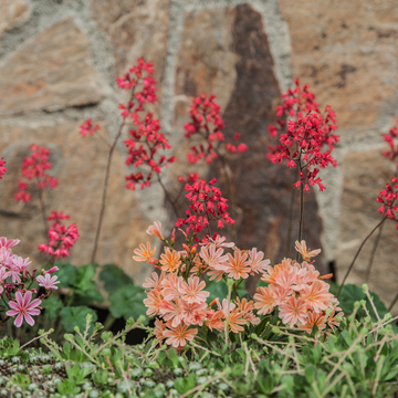 Heuchère 'Pluie de feu' - Heuchera brizoides 'Pluie de feu'