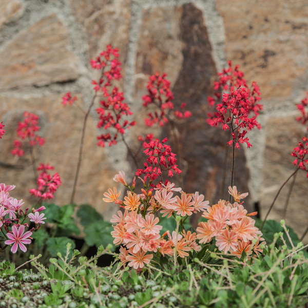 Heuchère 'Pluie de feu' - Heuchera brizoides 'Pluie de feu'