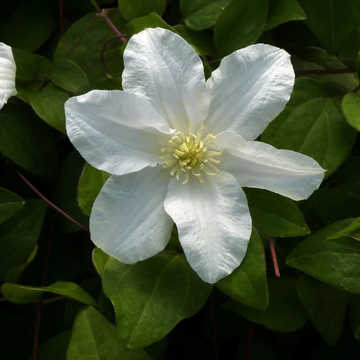 Clematis Patens Sylvia Denny