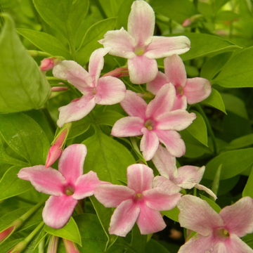 Jasmin stephanois - Jasminum stephanense