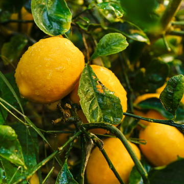 Citronnier Meyer