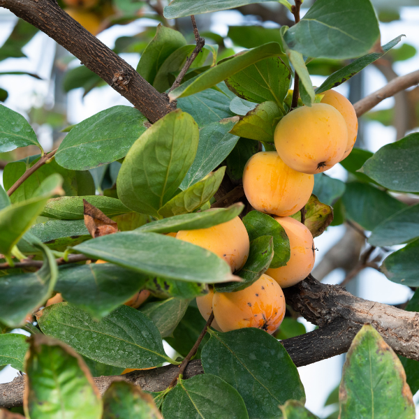 Plaqueminier, Kaki 'Tipo' - Diospyros kaki 'Tipo'