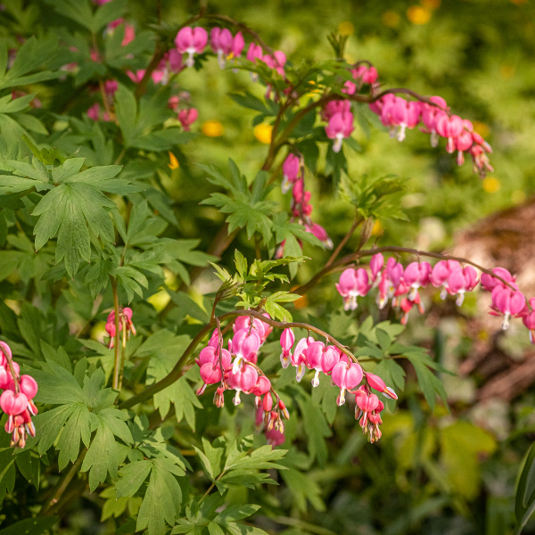 Cœur de Marie -  Dicentra spectabilis