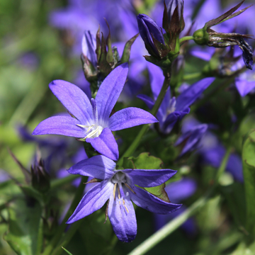 Campanule des murets bleue - Campanula poscharskyana 'blue'