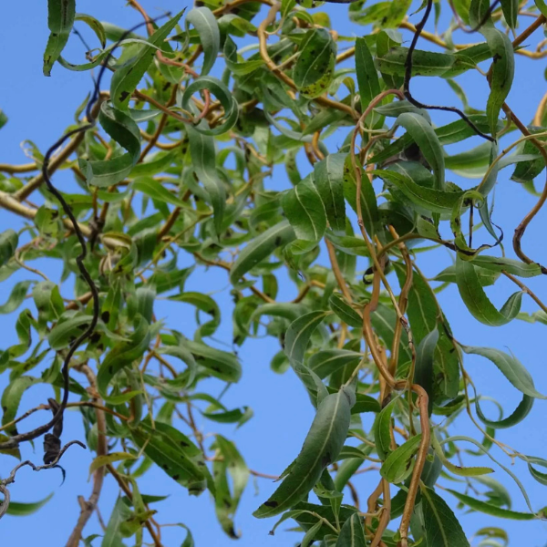 Saule tortueux pleureur - Salix x sepulcralis 'Erythroflexuosa'