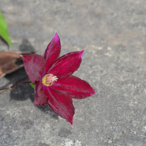 Clématite 'Rouge Cardinal' - Clematis 'Rouge Cardinal'