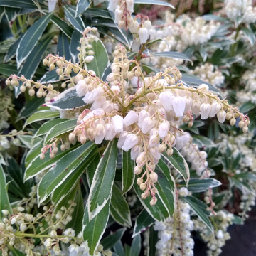 Andromède du Japon Flaming Silver