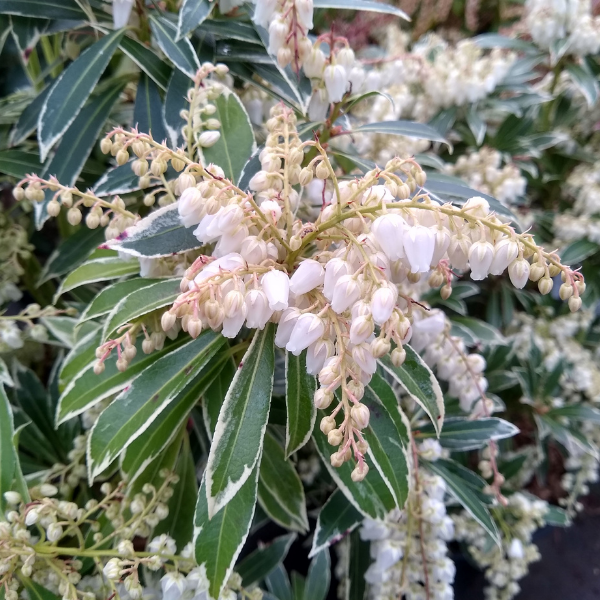 Andromède du Japon Flaming Silver