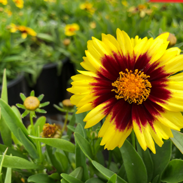Coreopsis Uptick Mix