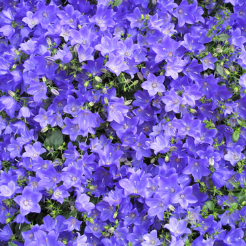 Campanula Pers. 'Takion Blue'