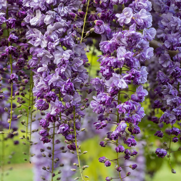 Glycine japonaise 'Violacea Plena' - Wisteria floribunda 'Violacea Plena'
