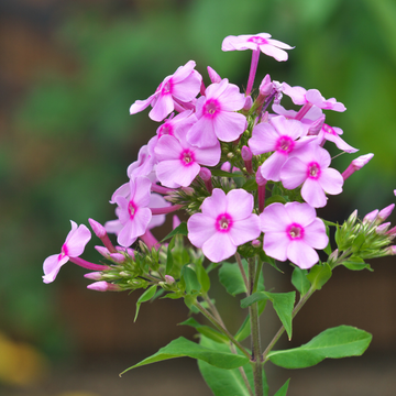 Phlox rampant 'Sweet seduction pink' - Phlox stolonifera 'Sweet seduction pink'