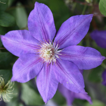 Clematis Luther Burbank