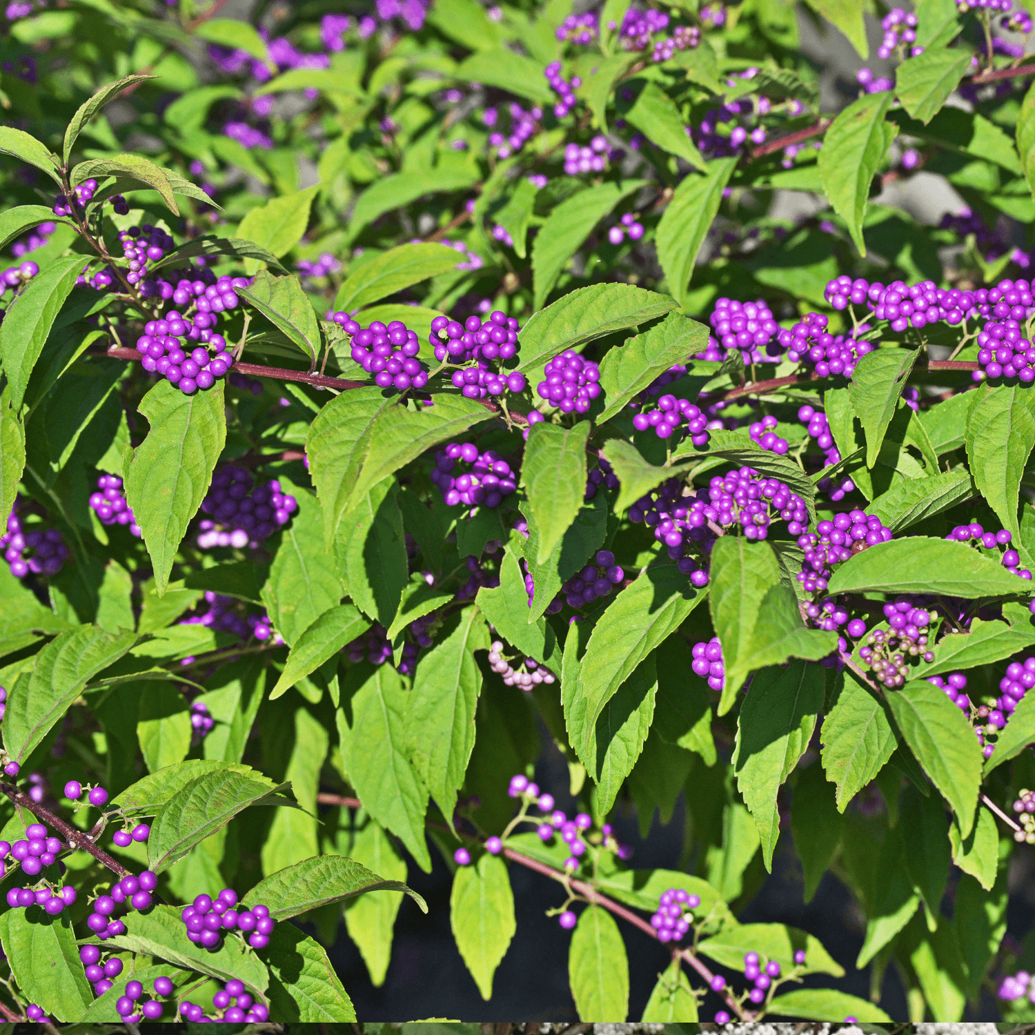 Arbuste aux bonbons 'Profusion' - Callicarpa bodinieri 'Profusion' - FLEURANDIE