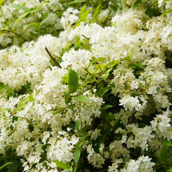 Deutzia x lemoinei - Deutzia lemoinei