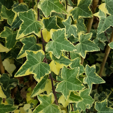 Lierre commun 'Goldchild' - Hedera helix 'Goldchild'