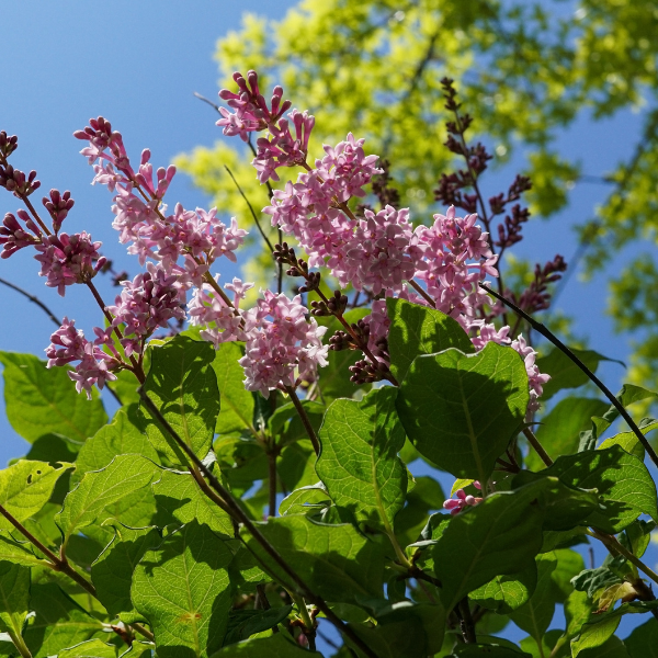 Lilas Bloomerang 'Bloomerang Pink Perfume' - Syringa x 'Bloomerang Pink Perfume'