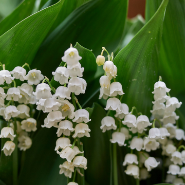 Muguet blanc - Convallaria majalis