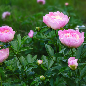Pivoine Lactiflora Edulis Superba -  Paeonia x lactiflora Edulis Superba