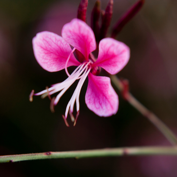 Gaura Lindh. 'Butterfly Rose'