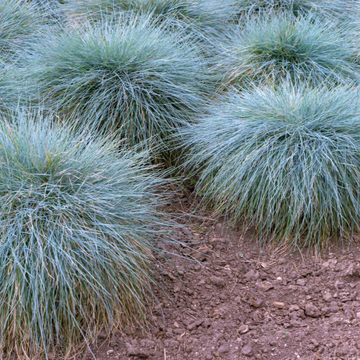 Fetuque bleu Festina blue - Festuca glauca Festina blue