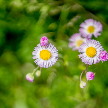 Vergerette leiomerus - Erigeron leiomerus