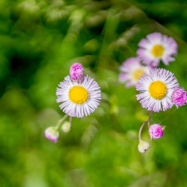 Vergerette leiomerus - Erigeron leiomerus