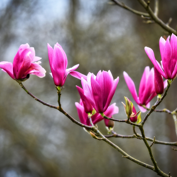 Magnolia à fleurs de lis 'Nigra' - Magnolia liliflora 'Nigra'
