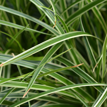 Laîche d'Oshima 'Everest' - Carex oshimensis 'Everest'