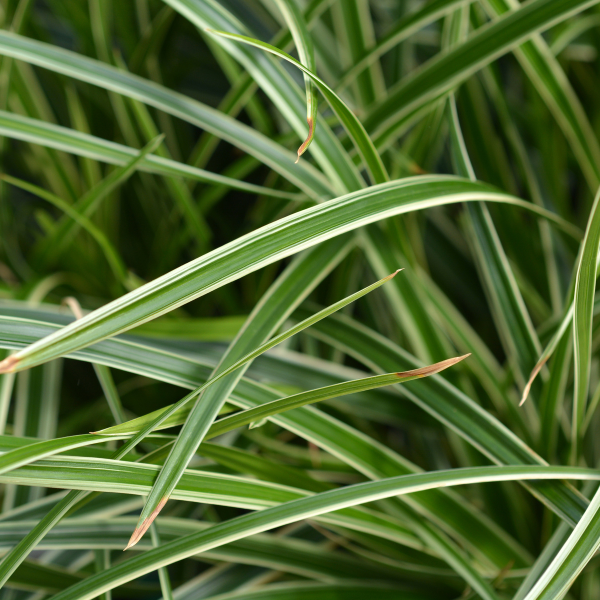 Laîche d'Oshima 'Everest' - Carex oshimensis 'Everest'