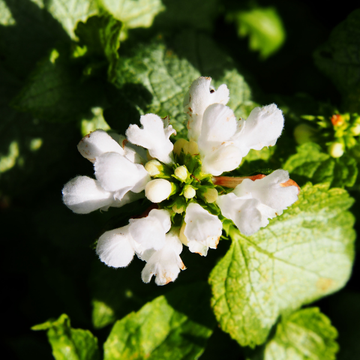 Lamier tacheté 'White Nancy' - Lamium maculatum 'White Nancy'