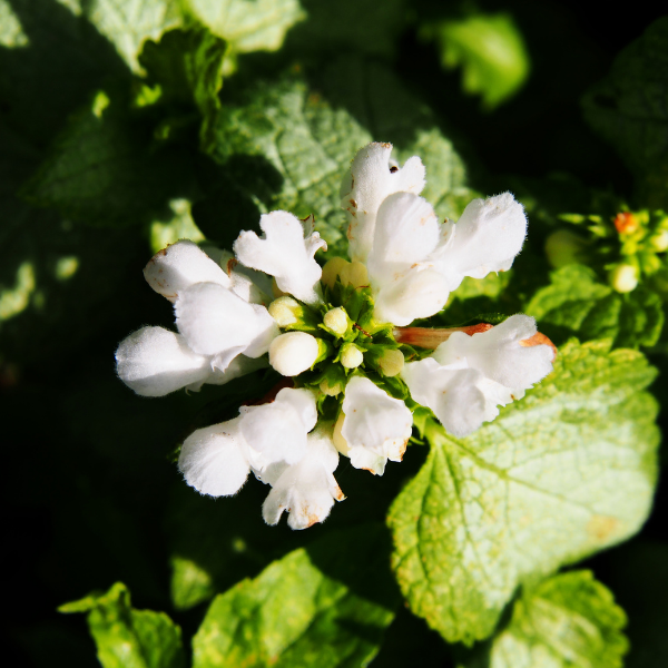 Lamier tacheté 'White Nancy' - Lamium maculatum 'White Nancy'