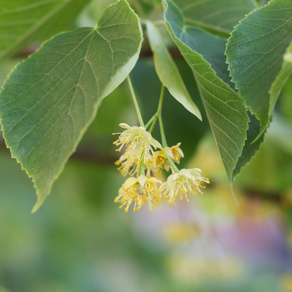 Tilleul d'Europe 'Pallida' - Tilia europea 'Pallida'