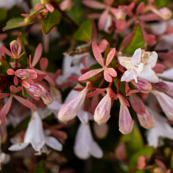 Abelia Grandiflora 'Sherwood'