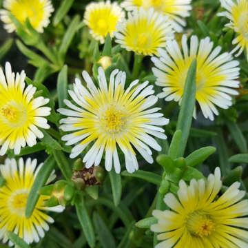 Pourpier Vivace Blanc Jaune - DELOSPERMA Wow Limoncello