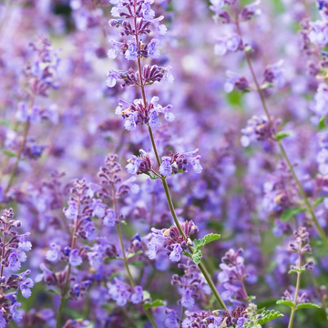 Chataire Nervurée 'Neptune'- Nepeta nervosa 'Neptune'