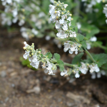Chataire 'Snowflake' - Nepeta faassenii 'Snowflake'
