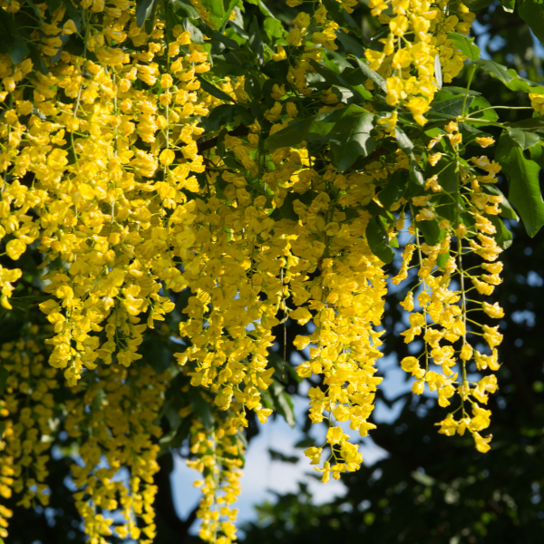Cytise Vossi, Faux ébénier - Laburnum anagyroides Vossi
