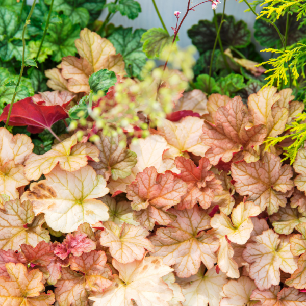 Heuchère Mix
