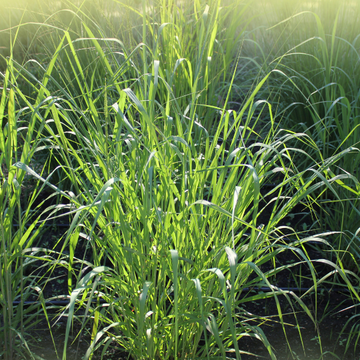 Panic effilé - 'Squaw' Panicum virgatum 'Squaw'