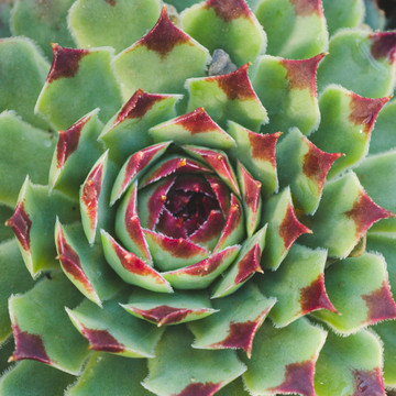 Joubarbe à rosette vert menthe bords rouges - Sempervivum CHICK CHARMS 'Mint Marvel'