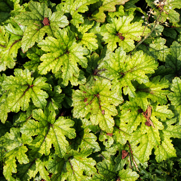 Heuchere Happy Faster - Heucherella Happy Faster