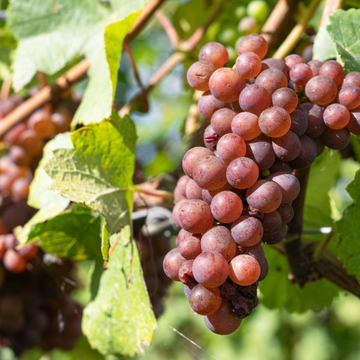 Vigne Cardinal - Vitis vinifera Cardinal