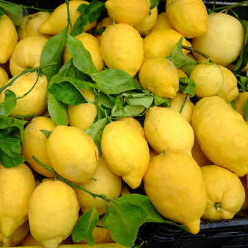 Citronnier d'Amalfi